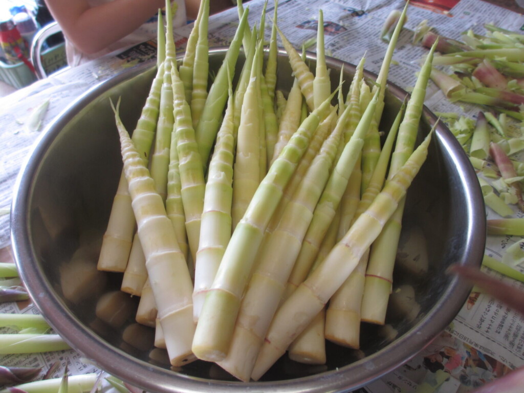 白鳩保育園